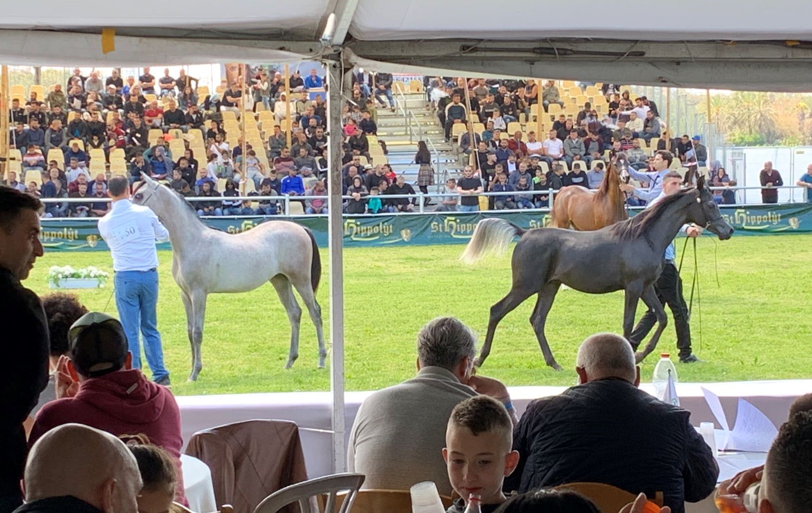 horsestelaviv (10).jpeg.jpeg